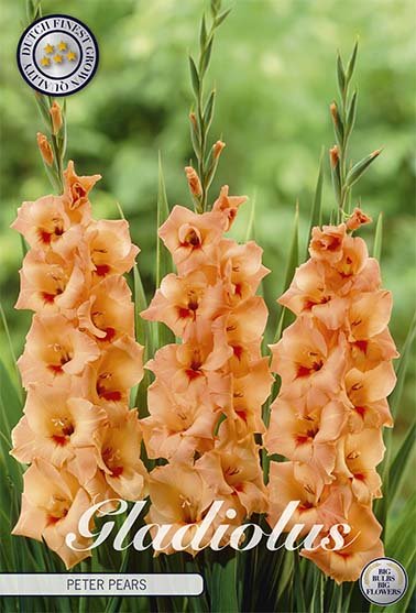 Gladiolus Peter Pears 10-pack - Svedberga Plantskola AB - Köp växter Online med hemleverans.