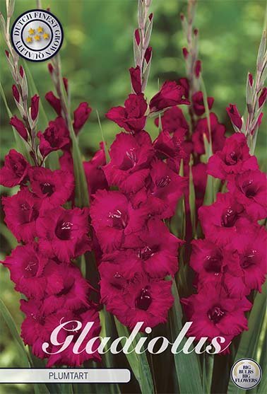 Gladiolus Plumtart 10-pack - Svedberga Plantskola AB - Köp växter Online med hemleverans.