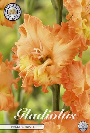 Gladiolus Princess Frizzle 10-pack - Svedberga Plantskola AB - Köp växter Online med hemleverans.