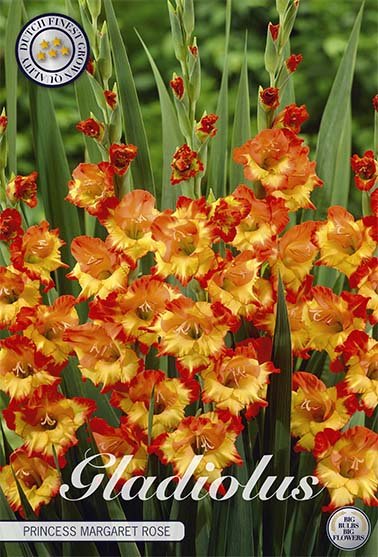 Gladiolus Princess Margeret Rose 10-pack - Svedberga Plantskola AB - Köp växter Online med hemleverans.