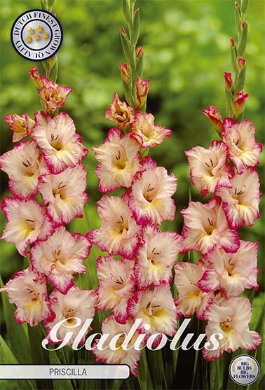 Gladiolus Priscilla 10-pack - Svedberga Plantskola AB - Köp växter Online med hemleverans.