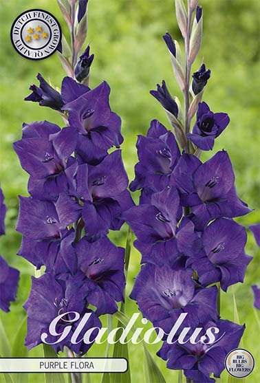 Gladiolus Purple Flora 10-pack - Svedberga Plantskola AB - Köp växter Online med hemleverans.