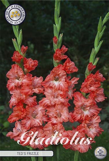 Gladiolus Ted's Frizzle 10-pack - Svedberga Plantskola AB - Köp växter Online med hemleverans.