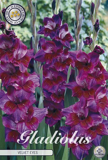 Gladiolus Velvet Eyes 10-pack - Svedberga Plantskola AB - Köp växter Online med hemleverans.
