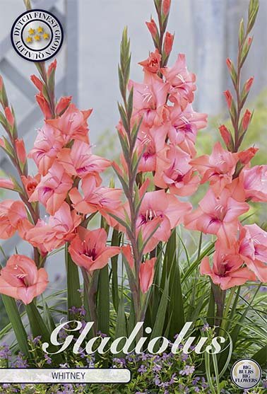 Gladiolus Whitney 10-pack - Svedberga Plantskola AB - Köp växter Online med hemleverans.
