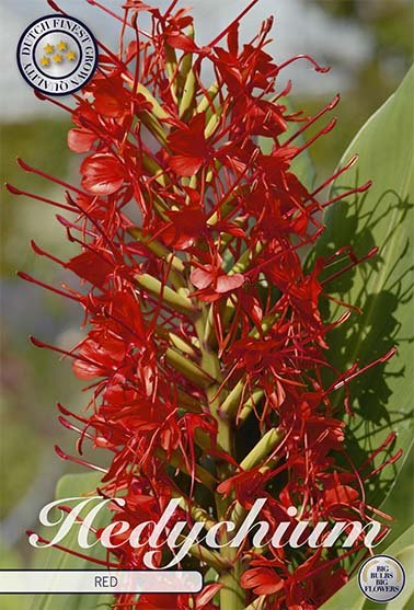 Hedychicum Red 1-pack - Svedberga Plantskola AB - Köp växter Online med hemleverans.