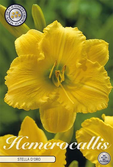 Hemerocallis Stella d'Or 1-pack - Svedberga Plantskola AB - Köp växter Online med hemleverans.