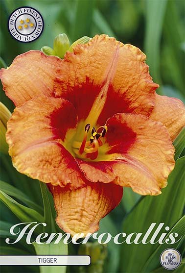 Hemerocallis Tigger 1-pack - Svedberga Plantskola AB - Köp växter Online med hemleverans.