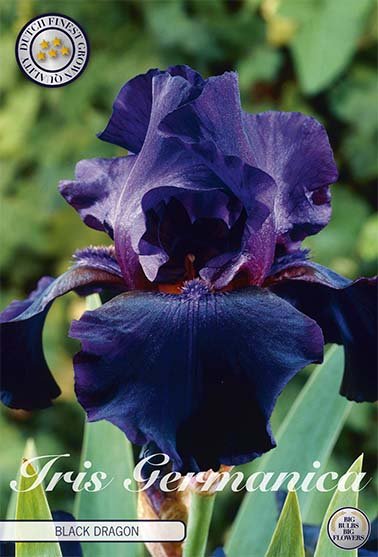 Iris Germanica Black 1-pack - Svedberga Plantskola AB - Köp växter Online med hemleverans.