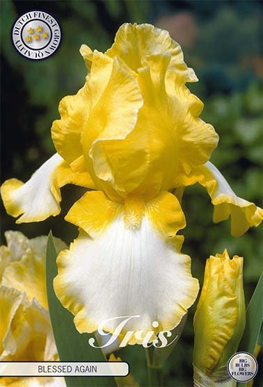 Iris Germanica Blessed Again (Nyhet) 1-pack - Svedberga Plantskola AB - Köp växter Online med hemleverans.