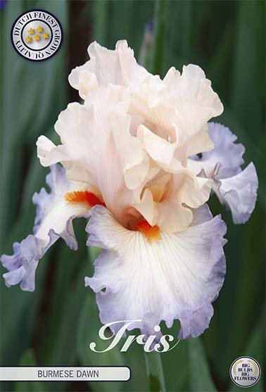 Iris Germanica Burmese Dawn (Nyhet) 1-pack - Svedberga Plantskola AB - Köp växter Online med hemleverans.