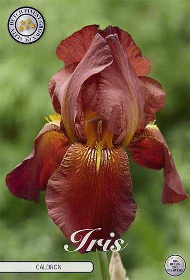 Iris Germanica Caldron (Nyhet) 1-pack - Svedberga Plantskola AB - Köp växter Online med hemleverans.