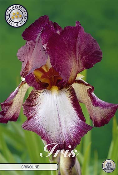 Iris Germanica Crinoline (Nyhet) 1-pack - Svedberga Plantskola AB - Köp växter Online med hemleverans.