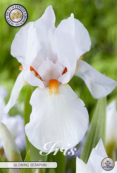 Iris Germanica Glowing Seraphin (Nyhet) 1-pack - Svedberga Plantskola AB - Köp växter Online med hemleverans.
