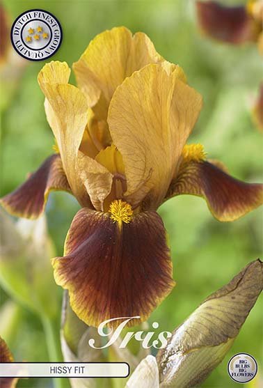 Iris Germanica Hissy Fit (Nyhet) 2-pack - Svedberga Plantskola AB - Köp växter Online med hemleverans.