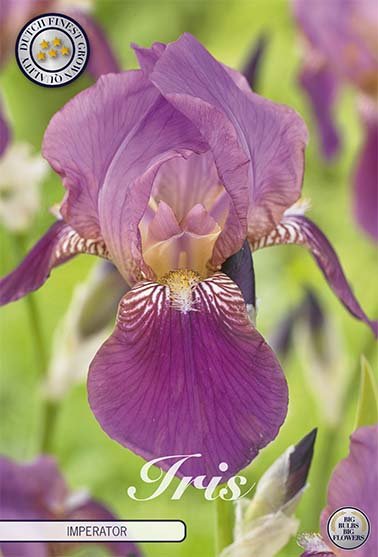 Iris Germanica Imperator (Nyhet) 4-pack - Svedberga Plantskola AB - Köp växter Online med hemleverans.