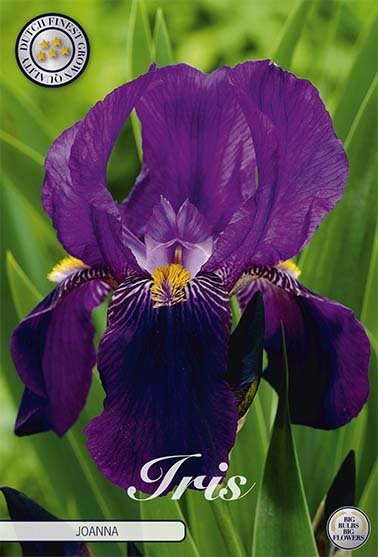 Iris Germanica Joanna (Nyhet) 6-pack - Svedberga Plantskola AB - Köp växter Online med hemleverans.