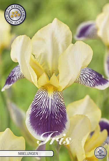 Iris Germanica Nibelungen (Nyhet) 7-pack - Svedberga Plantskola AB - Köp växter Online med hemleverans.