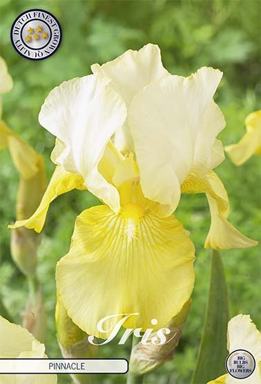 Iris Germanica Pinnacle (Nyhet) 8-pack - Svedberga Plantskola AB - Köp växter Online med hemleverans.