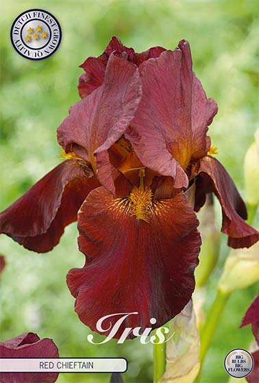 Iris Germanica Red Chieftain (Nyhet) 9-pack - Svedberga Plantskola AB - Köp växter Online med hemleverans.