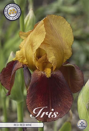 Iris Germanica Red Red Wine (Nyhet) 10-pack - Svedberga Plantskola AB - Köp växter Online med hemleverans.