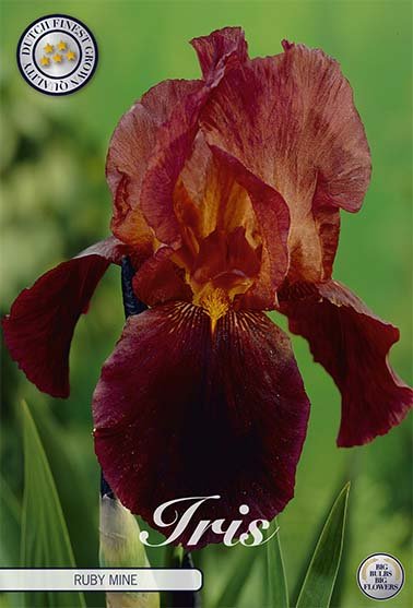 Iris Germanica Ruby Mine (Nyhet) 11-pack - Svedberga Plantskola AB - Köp växter Online med hemleverans.