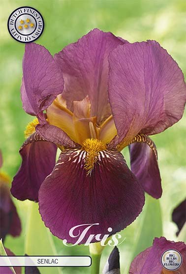 Iris Germanica Senlac (Nyhet) 13-pack - Svedberga Plantskola AB - Köp växter Online med hemleverans.