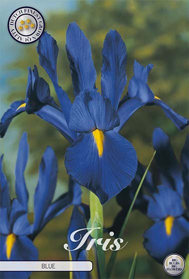 Iris Hollandica Blauw 10 -pack - Svedberga Plantskola AB - Köp växter Online med hemleverans.