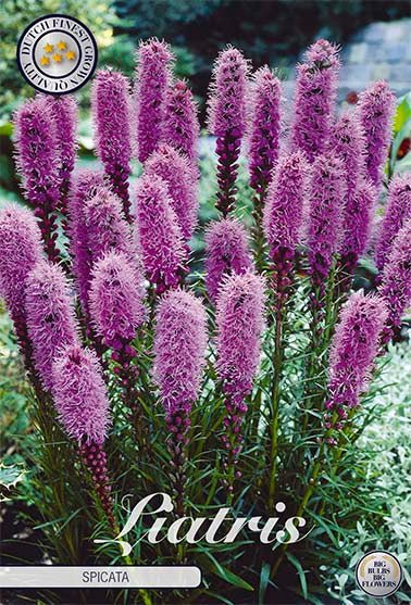 Liatris Spicata 10 -pack - Svedberga Plantskola AB - Köp växter Online med hemleverans.