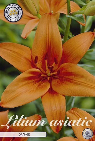 Lilja Asiatic Orange 2-pack - Svedberga Plantskola AB - Köp växter Online med hemleverans.