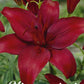 Lilja Asiatic Red 2-pack - Svedberga Plantskola AB - Köp växter Online med hemleverans.