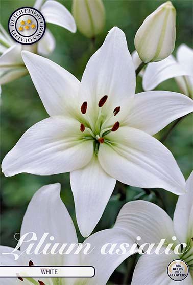 Lilja Asiatic White 2-pack - Svedberga Plantskola AB - Köp växter Online med hemleverans.