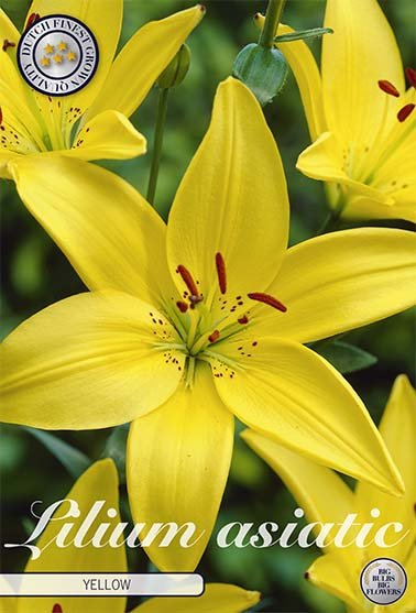 Lilja Asiatic Yellow 2-pack - Svedberga Plantskola AB - Köp växter Online med hemleverans.