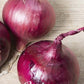 Onion Red Baron 250 g - Svedberga Plantskola AB - Köp växter Online med hemleverans.