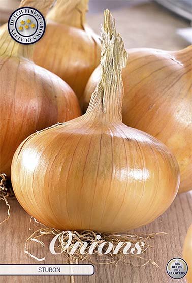 Onion Sturon 250 g - Svedberga Plantskola AB - Köp växter Online med hemleverans.