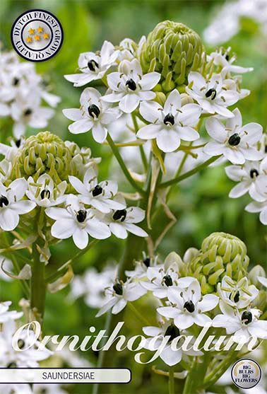 Ornithogalum Saundersiae 2 -pack - Svedberga Plantskola AB - Köp växter Online med hemleverans.