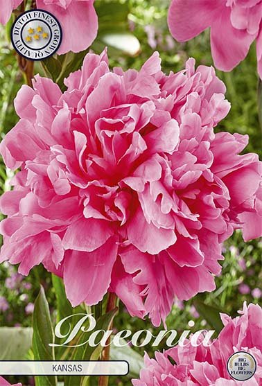 Paeonia Duchesse de Nemours (Nyhet) 1-pack - Svedberga Plantskola AB - Köp växter Online med hemleverans.