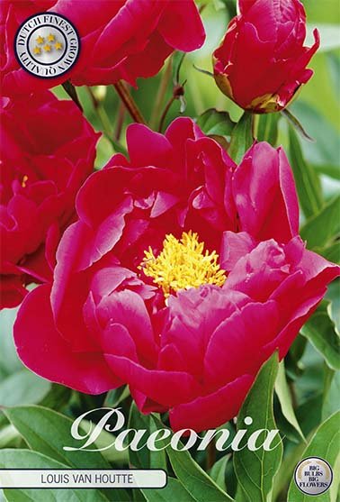 Paeonia Louis van Houtte (Nyhet) 1-pack - Svedberga Plantskola AB - Köp växter Online med hemleverans.