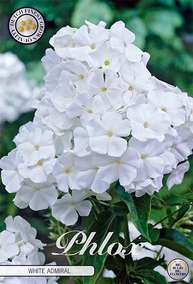 Phlox White 1-pack - Svedberga Plantskola AB - Köp växter Online med hemleverans.