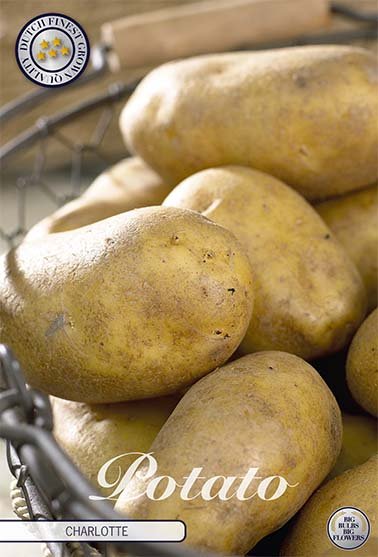 Potato Charlotte 10-pack - Svedberga Plantskola AB - Köp växter Online med hemleverans.