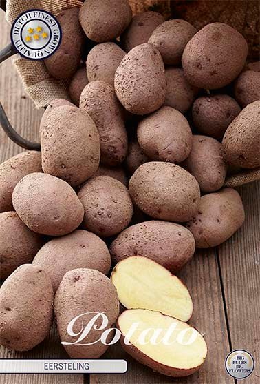 Potato Eersteling 10-pack - Svedberga Plantskola AB - Köp växter Online med hemleverans.