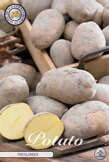 Potato Frieslander 10-pack - Svedberga Plantskola AB - Köp växter Online med hemleverans.