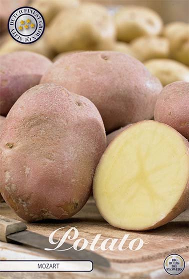 Potato Mozard 10-pack - Svedberga Plantskola AB - Köp växter Online med hemleverans.