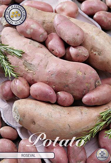 Potato Roseval 10-pack - Svedberga Plantskola AB - Köp växter Online med hemleverans.