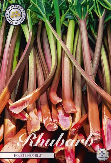 Rhubarb Holsteiner Blut 1-pack - Svedberga Plantskola AB - Köp växter Online med hemleverans.