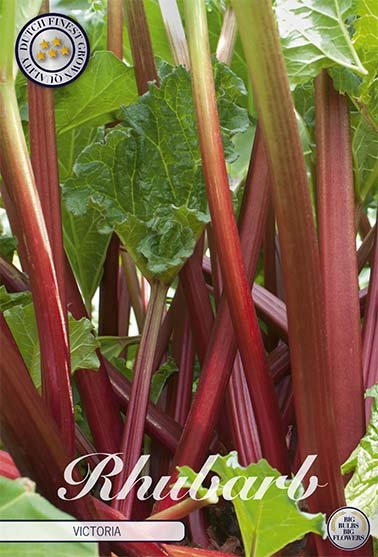 Rhubarb Victoria 1-pack - Svedberga Plantskola AB - Köp växter Online med hemleverans.