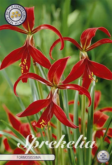 Sprekelia 1 -pack - Svedberga Plantskola AB - Köp växter Online med hemleverans.