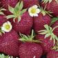 Strawberry Cherry Berry 3-pack - Svedberga Plantskola AB - Köp växter Online med hemleverans.