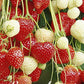 Strawberry Mixed 5-pack - Svedberga Plantskola AB - Köp växter Online med hemleverans.