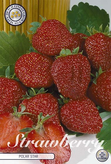 Strawberry Polar Star 3-pack - Svedberga Plantskola AB - Köp växter Online med hemleverans.